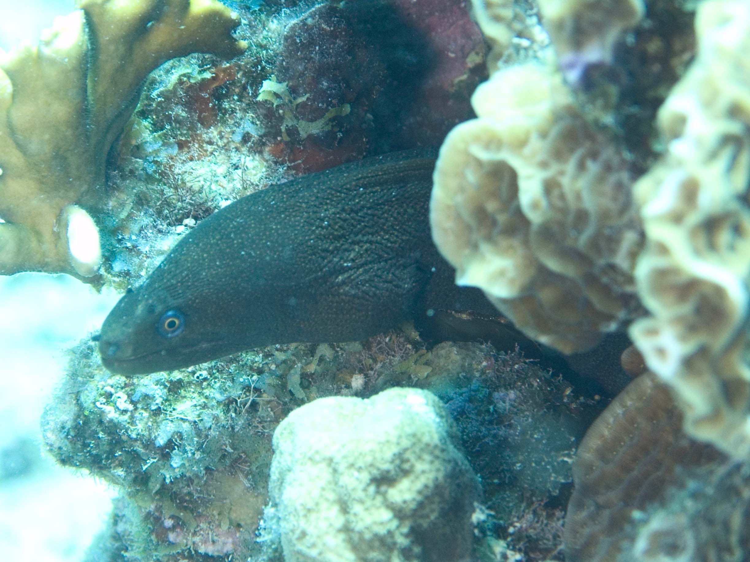 gal/Bonaire 2006/GoldenMorayCropped5x3.jpg